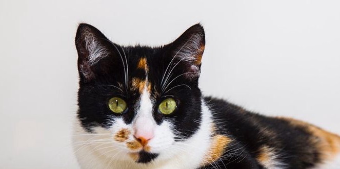 Temukan Cara Efektif Melatih Kucing Anda agar Mengenali Namanya supaya nurut dengan cepat