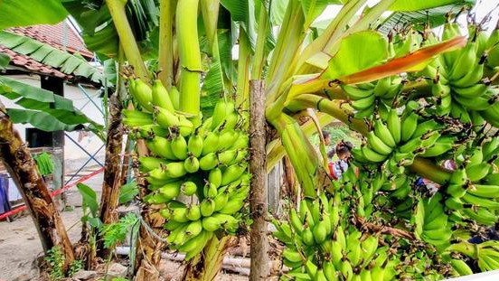 Inilah 5 Tanaman Unik yang Hanya Sekali Berbuah Seumur Hidup, Termasuk Nanas dan Pisang, Sungguh Menarik!