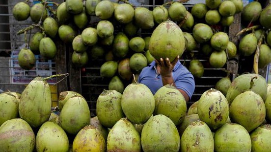Inilah Rahasia Waktu Terbaik Minum Air Kelapa, Kapan Khasiatnya Lebih Optimal untuk Tubuh? segar sepanjang hari