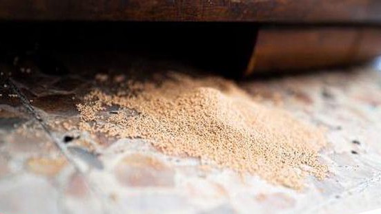 Temukan 4 Cara Ampuh Basmi Kumbang Bubuk Kayu, Selamatkan Furnitur Kesayangan Sekarang Juga!
