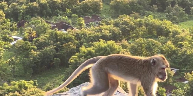 Ketahui Perbedaan Mendasar Monyet dengan Kera? Fakta Lengkap yang Wajib Tahu