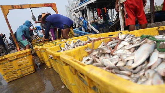 Temukan 10 Ikan Tinggi Merkuri yang Sering Dikonsumsi Warga RI, Ini Daftar Lengkapnya untuk kesehatan keluarga