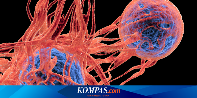 5 Makanan Sehari,hari yang Bisa Memicu Kanker, Cegah Mulai Sekarang untuk Kesehatan Anda
