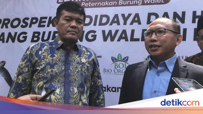 Badan Karantina Bicara Hilirisasi Sarang Walet, Potensi Ekspor Mendunia untuk Indonesia
