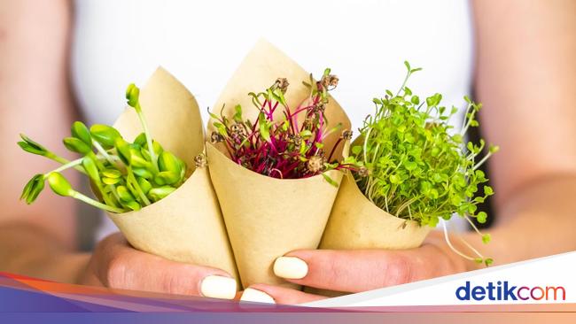 Tak Punya Pekarangan? Ini 7 Sayuran yang Cocok Ditanam di Dalam Rumah dan Mudah Dipanen