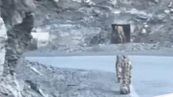 Temukan Momen Langka! Macan Tutul Salju Muncul di India, Keindahan Alam yang Memukau tersembunyi dari pandangan