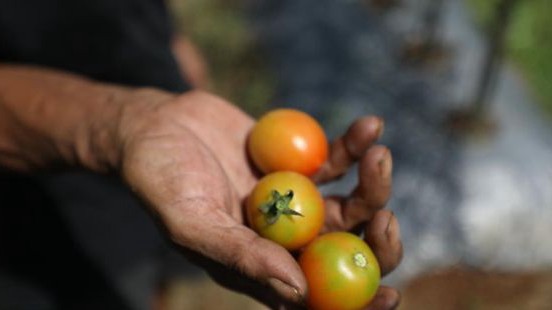 Ketahui, Tomat Itu Buah atau Sayur? Penjelasan Ilmiah Lengkapnya Ternyata Membingungkan!