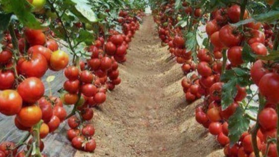 Ketahui Rahasia Pohon Tomat Berbuah Lebat hingga 10 Kg per Batang, Panduan Lengkap Cara Perawatannya untuk hasil panen melimpah