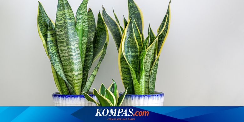 7 Tanaman Feng Shui Terbaik untuk Datangkan Energi Positif ke Rumah Halaman Anda dan Ciptakan Keharmonisan