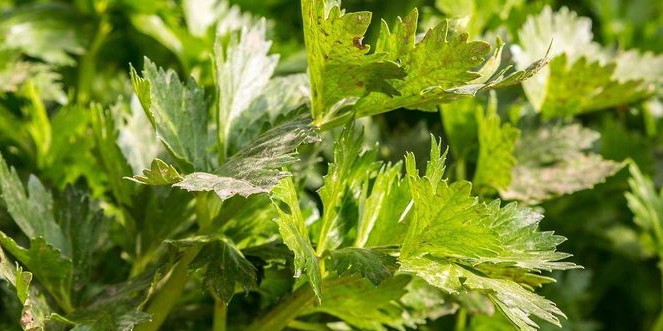 Temukan 5 Manfaat Tak Terduga Air Rebusan Daun Seledri, Ampuhkah Atasi Asam Urat? rasakan khasiatnya bagi tubuh