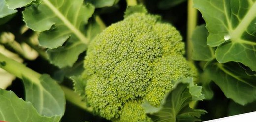 Temukan 5 Cara Mudah Menanam Brokoli Hingga Panen Raya, Bahkan untuk Pemula Sekalipun yang Belum Pernah Berkebun