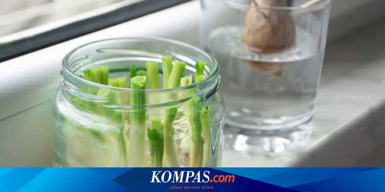 Temukan Cara Menanam Daun Bawang dari Potongan Sisa Dapur dengan Mudah, Sederhana, dan Tanpa Tanah yang Akan Mengejutkan Anda
