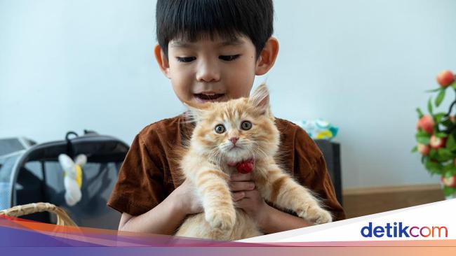 8 Manfaat Memelihara Kucing di Rumah, Bikin Hidup Lebih Bahagia dan Sehat! Temukan Kebahagiaanmu Sekarang Juga