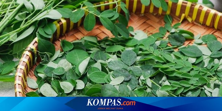 Konsumsi Daun Kelor Dapat Membantu Mencegah Diabetes, Penelitian Membuktikan Khasiatnya yang Luar Biasa