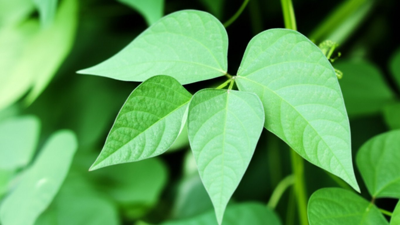 Intip 22 Manfaat Daun Kecipir yang Wajib Kamu Intip!