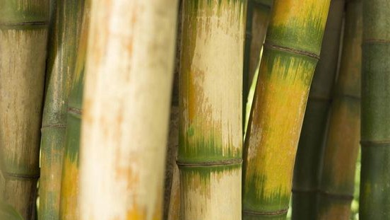 Ketahui Rahasia Bambu RI, Sumber Awet Muda yang Diburu Warga AS dan India alami manfaat kesehatan optimal