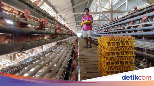 Bikin Kandang Ternak Jangan Asal,Asalan, Ini Aturannya Agar Sukses Ternak