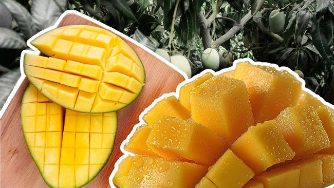 Kelompok Orang yang Sebaiknya Membatasi Mengonsumsi Mangga Demi Kesehatan Mereka