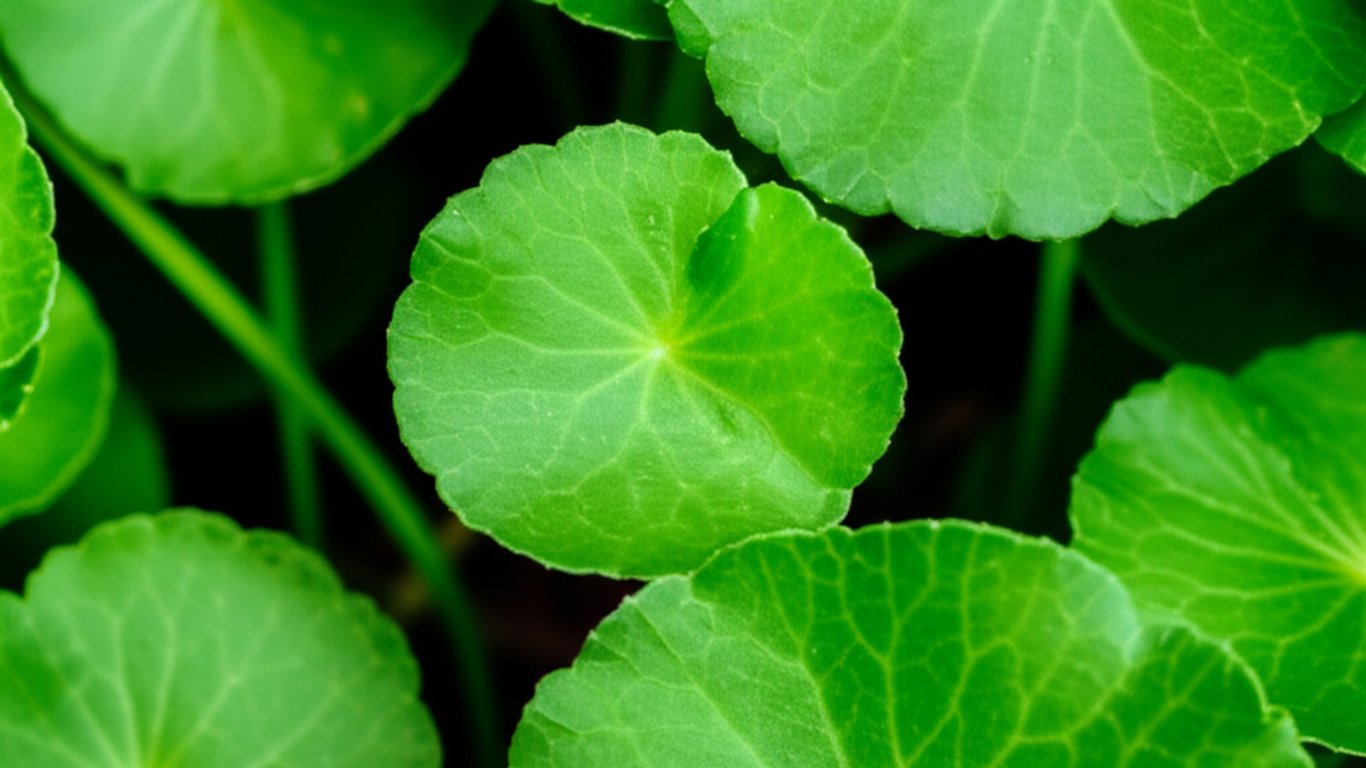 Intip 25 Manfaat Daun Cente yang Wajib Kamu Ketahui