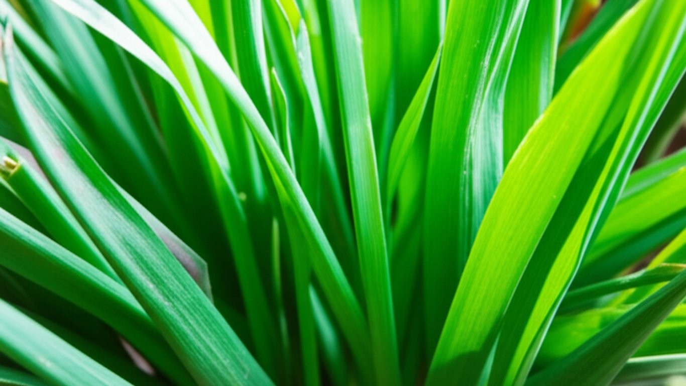 25 Manfaat Daun Kucai yang Jarang Diketahui